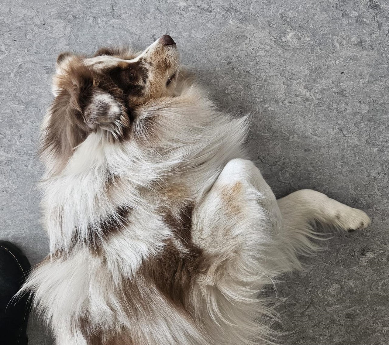 Training - Grundschule - Hund